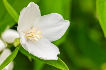 Up close, a mock orange flower showcases its pure white petals and vibrant yellow center in bloom.