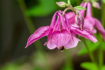 A striking close-up of a vibrant pink columbine flower showcases its intricate beauty in nature.