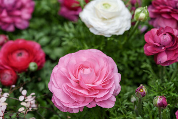 Close-up photo of a colorful bouquet of roses
