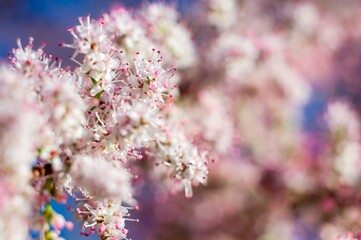 A beautiful close-up reveals the intricate details of delicate pink and white blossoms in full bloom.