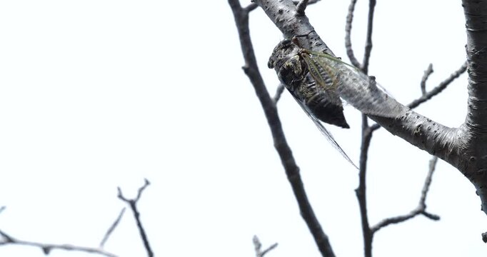 蝉(クマゼミ)が鳴いている4K動画、集音マイクで収録