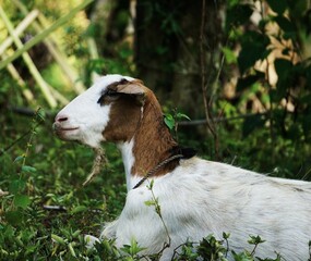 Odpoczywająca dorosła koza w lesie. Ubarwienie kozy to brązowy kolor i biały.. W tle widać gęstą roślinność. © Adam