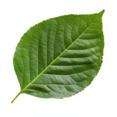 Close-up of a vibrant green leaf.  Detailed vein structure is prominent