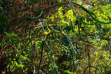 Gęsty busz w sercu dżungli, pełen bujnych drzew i zielonych liści. Tropikalna roślinność tworzy naturalny baldachim nad ścieżką.   © Adam
