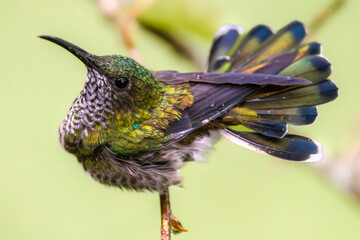 White-necked jacobin (Florisuga mellivora), female while bathing in the rain. Cartago Province, Turrialba, Costa Rica. Selective focus on bird's eye