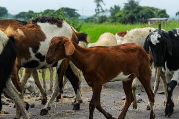 Herd of goats. Sacrificial animals for Eid al-Adha