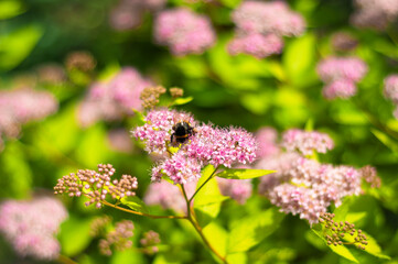 A blooming spirea plant with insects pollinating, vibrant greenery and pink hues in soft focus.