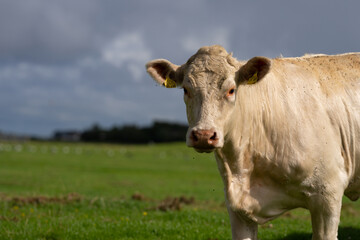 Cow at nature meadow. Cattle in green field. Cow in grassy pasture. Brown Cow close up portrait in the countryside. Cows graze on summer meadow. Rural cows. Cows in a pasture. Cows face closeup.