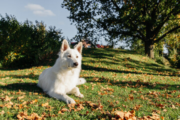 Portrait of a white Swiss shepherd on an autumn lawn near a house. The dog lies on the autumn grass and rests