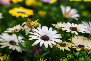 Close-up photo of colorful Cape Marguerite flowers in bloom