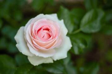 Close-up of a delicate light pink rose in full bloom, its petals gently unfurling against a backdrop of lush green leaves.