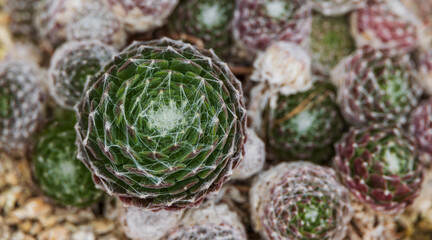 The white hairs covering the entire succulent resemble a spider web, which is why it is called the...