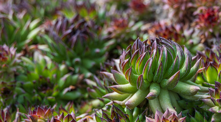 Fototapeta premium A succulent plant from the Crassulaceae family with long leaves and tips that curl up. Orostachys