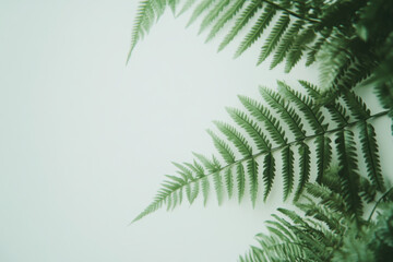 Obraz premium Lush green ferns against a soft light background creating a serene and natural atmosphere