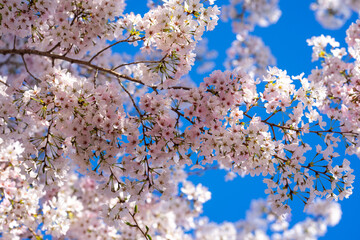 Spring cherry blossom with blue sky background. White cherry flowers on spring time. Close up photo...