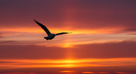 Seagull Flying at Colorful Sunset Sky Over the Ocean Horizon