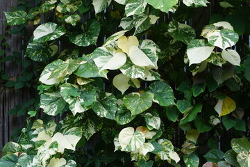 variegated foliage
