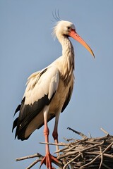 Fototapeta premium White Stork (Ciconia ciconia) perched on a branch near its nest