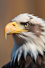 Obraz premium Close-up of American bald Eagle