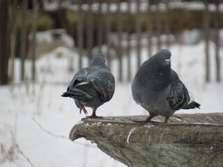 Birds 