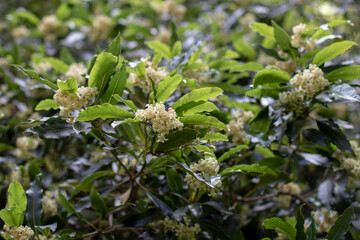 Pittosporum undulatum or sweet pittosporum white fragrant blossom and lush foliage.