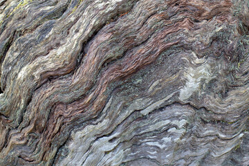 Сentury-old chestnut tree bark selective focus abstract natural background.