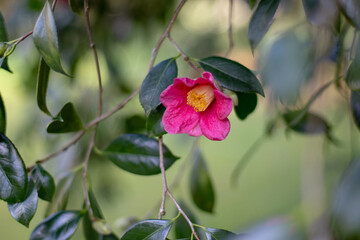 Red camellia single flower with yellow stamens on the hanging branches with glossy leaves.