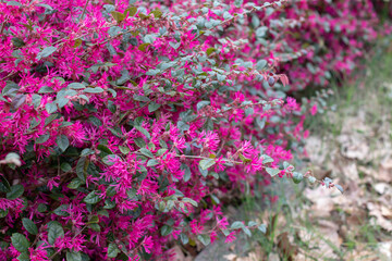 Obraz premium Loropetalum chinense, loropetalum, Chinese fringe flower or strap flower