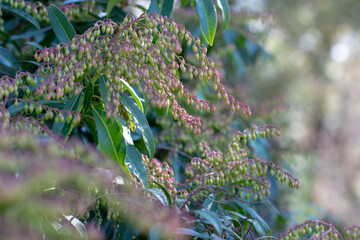 Pieris japonica, Japanese andromeda or Japanese pieris hanging buds. Spring garden selective focus aesthetic background.