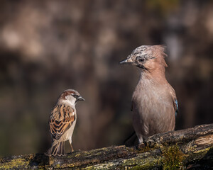 Jay in the forest
sparrow on a branch