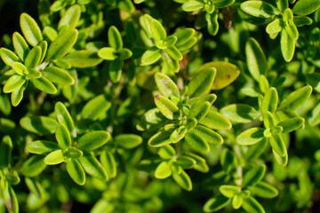 Green leaves of garden plant close-up macro
