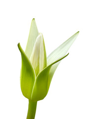 Close-up of white lotus flower bud,The lotus flower is beginning to bloom. isolate white background