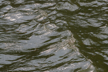 새와 꽃과 나무와 물결