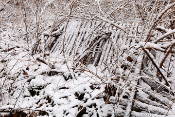 The photograph depicts a winter forest with dense tree branches covered in snow. The branches intertwine, creating a complex pattern.