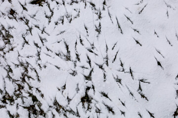 The photograph shows a close-up of snow on the ground with bird footprint tracks. The tracks are clearly visible on the white snow, creating a contrasting pattern.