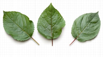Three Green Leaves on Grid  Nature  Botany  Plant   Organic  Ecology  Fresh  Spring  Summe