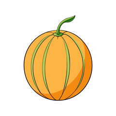cantaloupe vector illustration