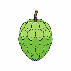 vector illustration of a custard apple