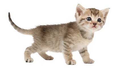 Kitten. Generative Ai.