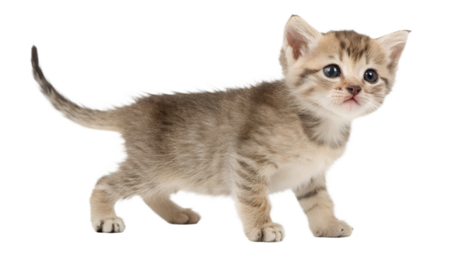 Kitten. Generative Ai. - Powered by Adobe