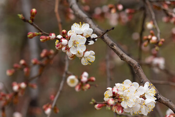 The apricot tree blossoms in spring displaying beautiful white flowers