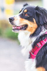 An Australian shepherd dog