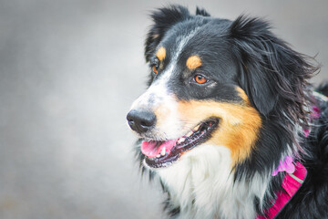 Australian shepherd observes