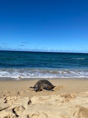 sea turtle on the beach