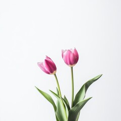 Fototapeta premium Two pink flowers bloom in a vase atop a table, adding a touch of elegance to the setting.
