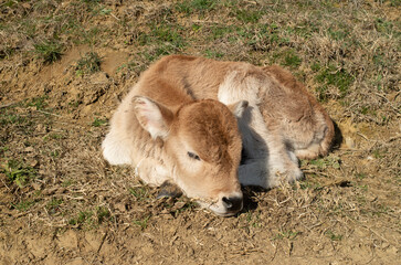 A lying little white and brown cow calf in a spring green meadow in Bulgaria © isabela66