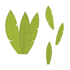 Elements of Green Fresh Tropical Banana Leaves Foliage Plant in the Park Garden