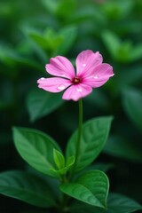 Single pink flower, raindrop, lush green background, cover, water droplet