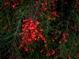 Red flower of Russelia or firecracker plants or coralblows.