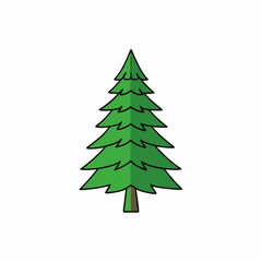 hemlock tree vector illustration